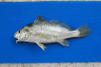 Dendrophysa russelii