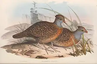 Description de l'image Dendrortyx barbatus - A monograph of the Odontophorinæ, or, Partridges of America.jpg.