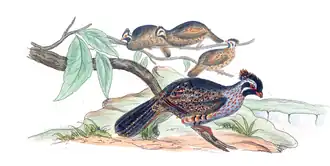 Description de l'image Dendrortyx macrourus - 1700-1880 - Print - Iconographia Zoologica - Special Collections University of Amsterdam - UBA01 IZ17100207.png.