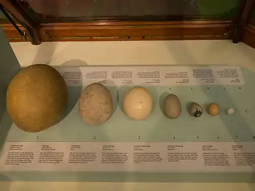 Comparaison entre un œuf d'Aepyornis maximus, de Dinornis sp., d'Autruche d'Afrique, de Cygne tuberculé, de Guillemot de Troïl, de Poule domestique, de Chevêche d'Athéna et de Roitelet huppé au musée d'histoire naturelle de Londres.