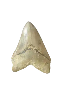 Dent d' Otodus megalodon, Thouarcé (49), Collection Muséum d'Angers