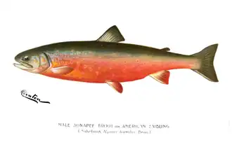 Dessin naturaliste (Denton, 1897)