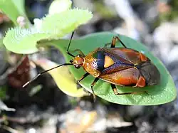 Deraeocoris ruber