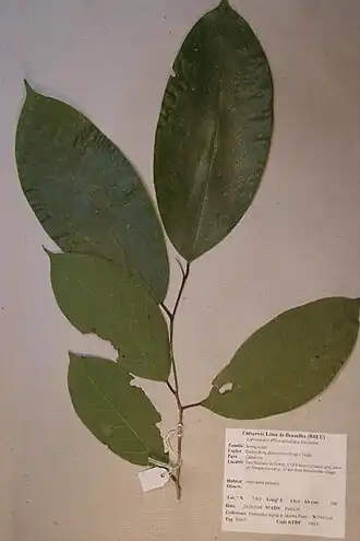 Description de l'image Desbordesia glaucescens (Engl.) Tiegh. (PM5139).jpg.