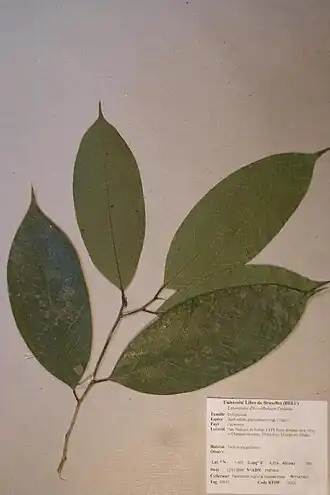 Description de l'image Desbordesia glaucescens (Engl.) Tiegh. (PM5464).jpg.