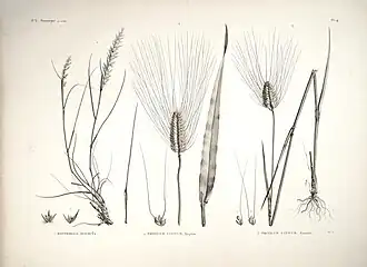 Description de l'image Description de l'Égypte (Pl. 14) (9298826981).jpg.