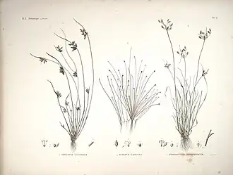 Description de l'image Description de l'Égypte (Pl. 6) (9301601178).jpg.