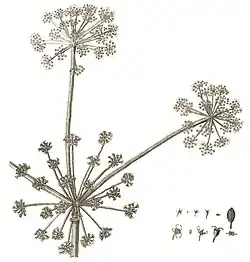 Dessin d'une ombelle centrale et deux ombelles latérales, avec des détails des fleurs et des fruits