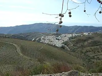 Colline couverte de vignes