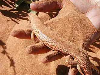 Description de l'image Desert Plated Lizard imported from iNaturalist photo 45483586 on 2 October 2021.jpg.