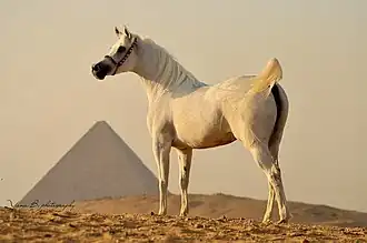 Jument arabe grise en Égypte, devant l'une des pyramides de Gizeh