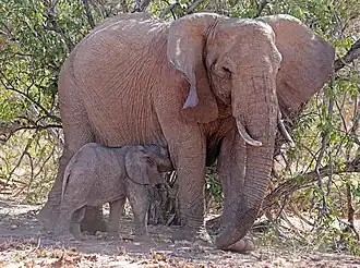 Jeune mâle s'allaitant.
