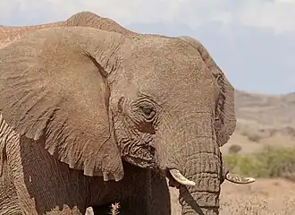 Femelle, détail de la tête.