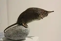 Vue de profil d'un animal naturalisé s'élançant sur des deux pattes arrières depuis un rocher, le corps fuselé.