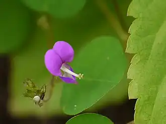 Description de l'image Desmodiastrum racemosum var. rotundifolium (6227275800).jpg.