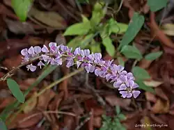 Desmodium heterocarpon
