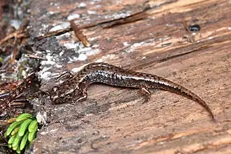 Description de l'image Desmognathus organi from Grandfather Mountain, NC, USA.jpg.