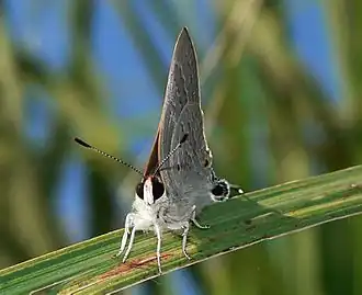 Description de l'image Deudorix antalus 01 (Tongaat, RSA).jpg.