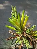 Inflorescence.