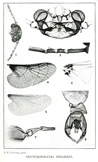Description de l'image DeuterophlebiaMirabilisPhoto.jpg.