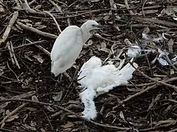 Héron au bec noir près d'un de ses congénères au bec orange dans le parc de Hann au Sénégal.