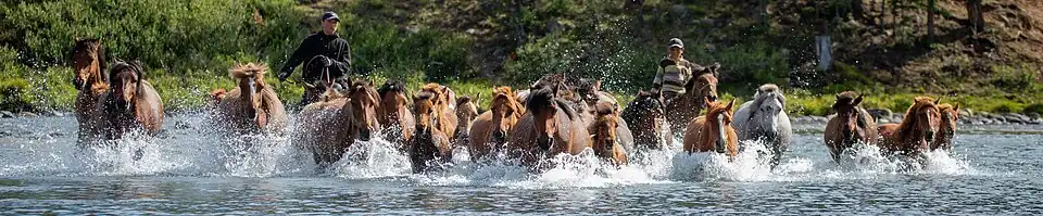 Un troupeau de chevaux traverse une rivière.