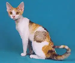 Devon rex écaille-de-tortue et blanc.