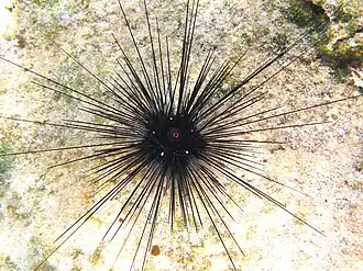L'espèce tropicale Diadema setosum est invasive dans le bassin oriental.