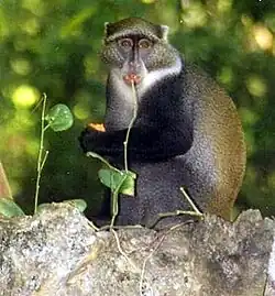 Cercopithèque à diadème (Cercopithecus mitis).