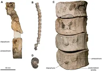 Vertèbres fossiles de divers spécimens d'une même lignée de reptile marin préhistorique.