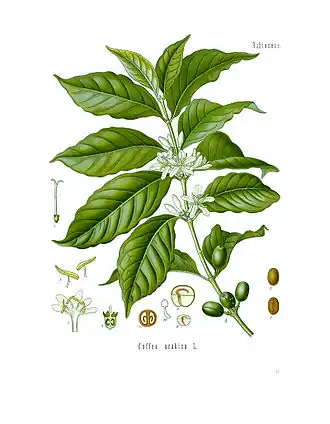 Description de l'image Diagram of Coffea arabica.jpg.