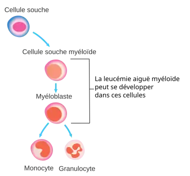 hematopoïèse et cellule pourvant engendrer une LAM