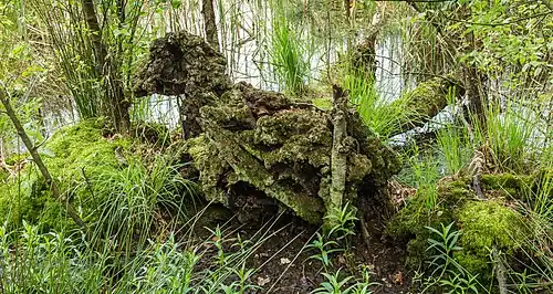 À Diakonievene, un espace naturel dans la Frise.