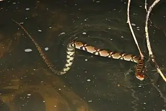 Description de l'image Diamond-back Water Snake (Sinonatrix aequifasciata) 環紋游蛇.jpg.
