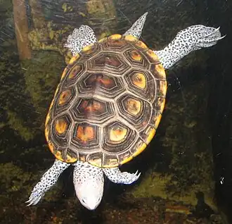 Description de l'image Diamondback_Terrapin.jpg.