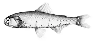 Description de l'image Diaphus adenomus.jpg.