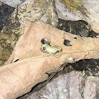 Description de l'image Diasporus vocator.jpg.