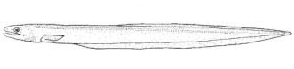 Description de l'image Diastobranchus_capensis_(Basketwork_Eel).gif.