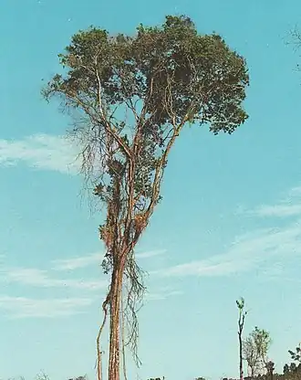 María preta (Diatenopteryx sorbifolia).