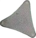 Diatomée centrale triangulaire
