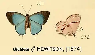 Description de l'image DicaeaHewitson1874OD.jpg.