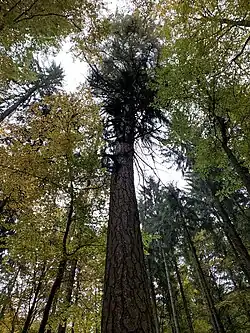 Le gros mélèze de Nüßleshof.