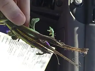 Description de cette image, également commentée ci-après