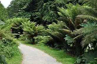 Description de l'image Dicksonia antarctica at Conservatoire botanique national de Brest.jpg.
