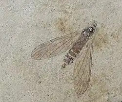 Dicranomya antennifera par N. THEOBALD Agrandissement de l'holotype A1001.