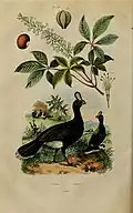 Illustration de 1838 de la Sira curassow.