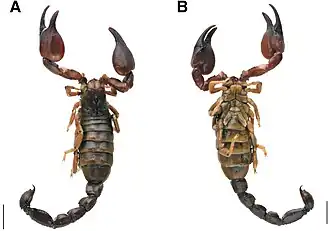 Description de cette image, également commentée ci-après