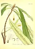 Oleandra hirtella, illustration.