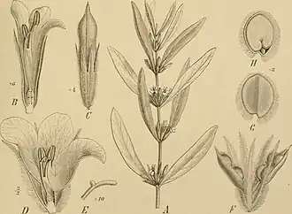 Description de l'image Die Natürlichen Pflanzenfamilien - nebst ihren Gattungen und wichtigeren Arten, insbesondere den Nutzpflanzen (1887-1909.) (20909657856).jpg.