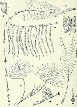 Description de l'image Die Pflanzenwelt Afrikas, insbesondere seiner tropischen Gebiete - Grundzge der Pflanzenverbreitung im Afrika und die Charakterpflanzen Afrikas (1910) (20752236570).jpg.